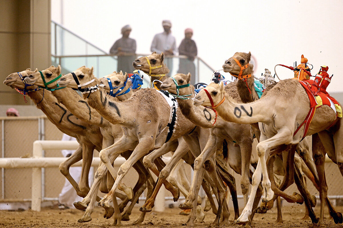 Источник: https://www.timeoutdubai.com/public/images/2019/01/07/Camel-Racing.jpg