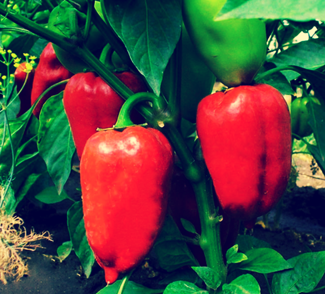 Крупный перец.