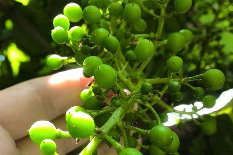 Кисть винограда в начале роста.