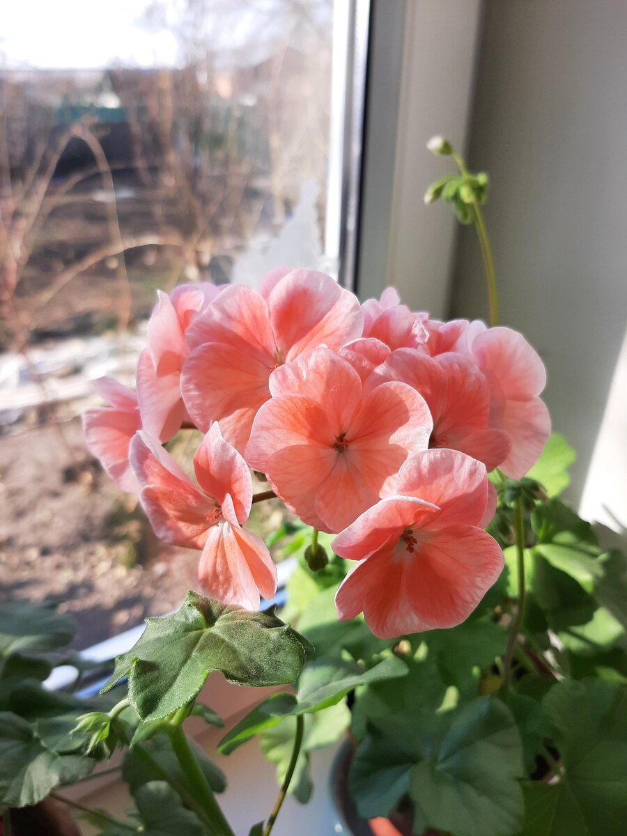 Герань с прошлого года