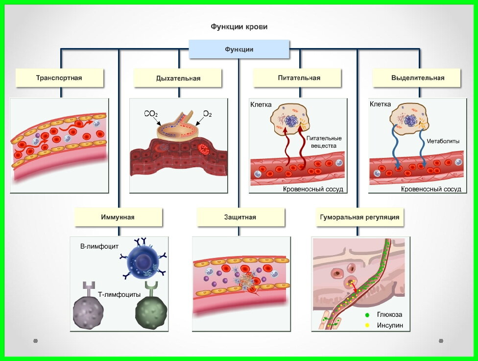 Транспортная защитная функция. Функции крови. Функции крови схема. Функции крови у животных. Внутренняя жидкая среда организма.