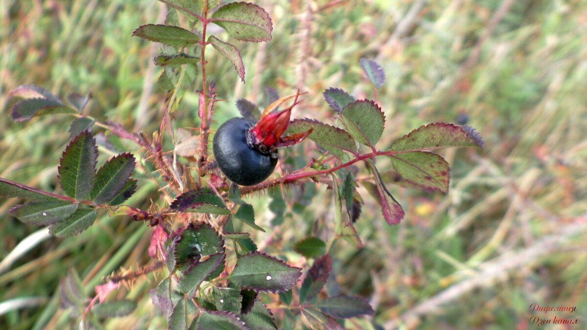 Шиповник колючейший (лат. Rosa spinosissima)