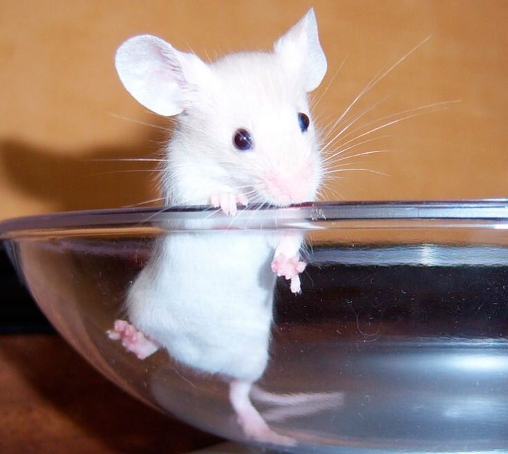 Белая мышь. Мышка белая домашняя. Белая декоративная мышь. Мышки декоративные белые.