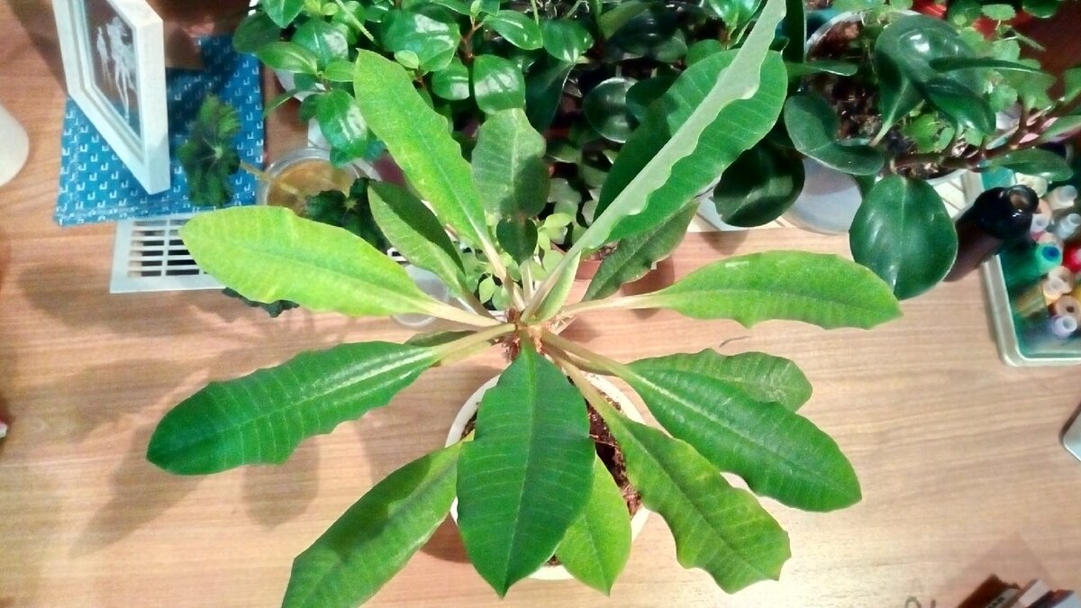 Молочай — спустя полгода после того, как я его получил