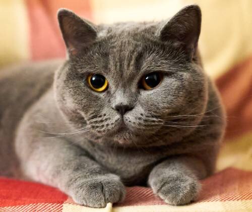Породы кошек с желтыми глазами - фото и краткое описание | Лапа помощи |  Дзен