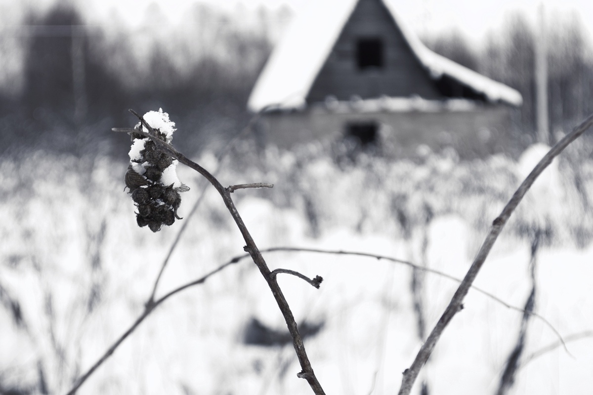 Фото сделано автором статьи, заброшенный дом в Ярославской области, деревня Троицкое