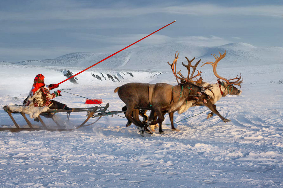 Reindeer sled. Оленья упряжка манси. Северный олень в упряжке. Нарты для оленьей упряжки. Нарты ненцев.