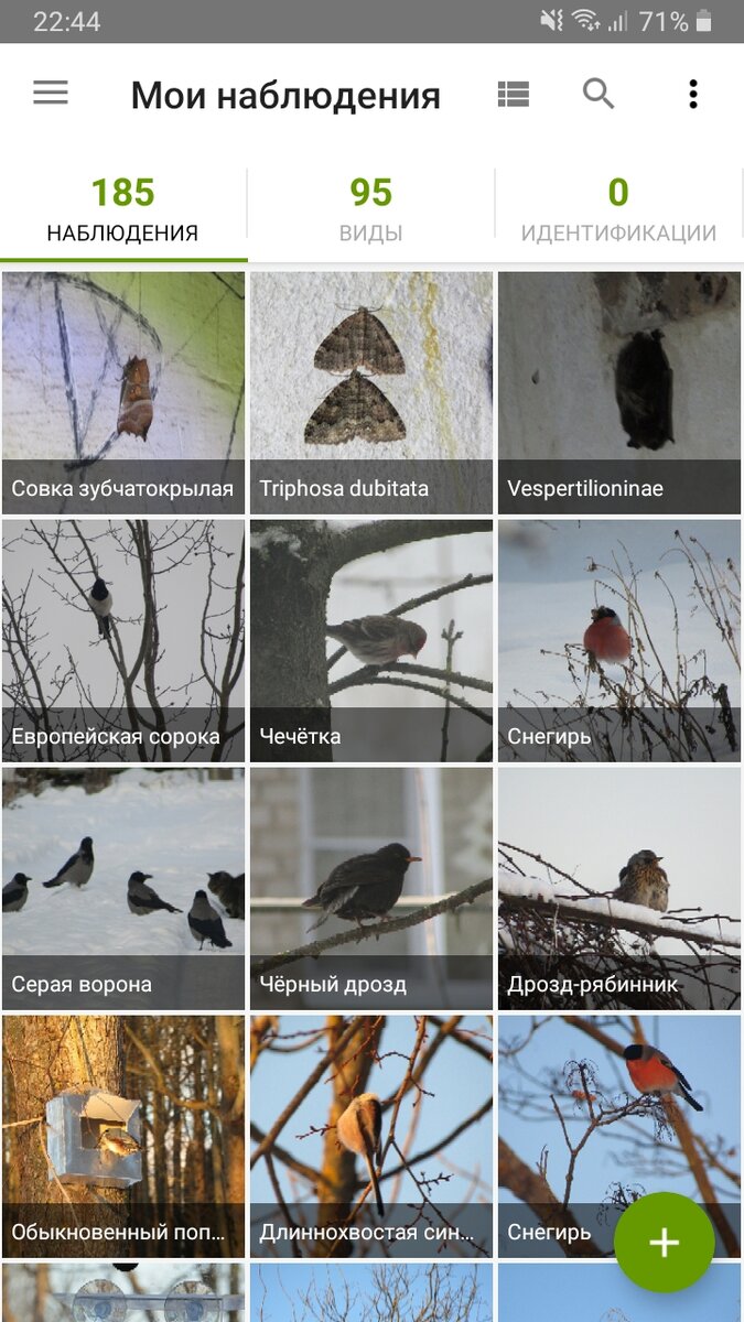 Мои наблюдения в iNaturalist. Листайте вправо, чтобы посмотреть как пользоваться приложением.