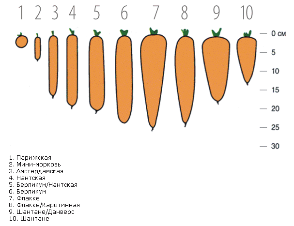 Сортотипы моркови 