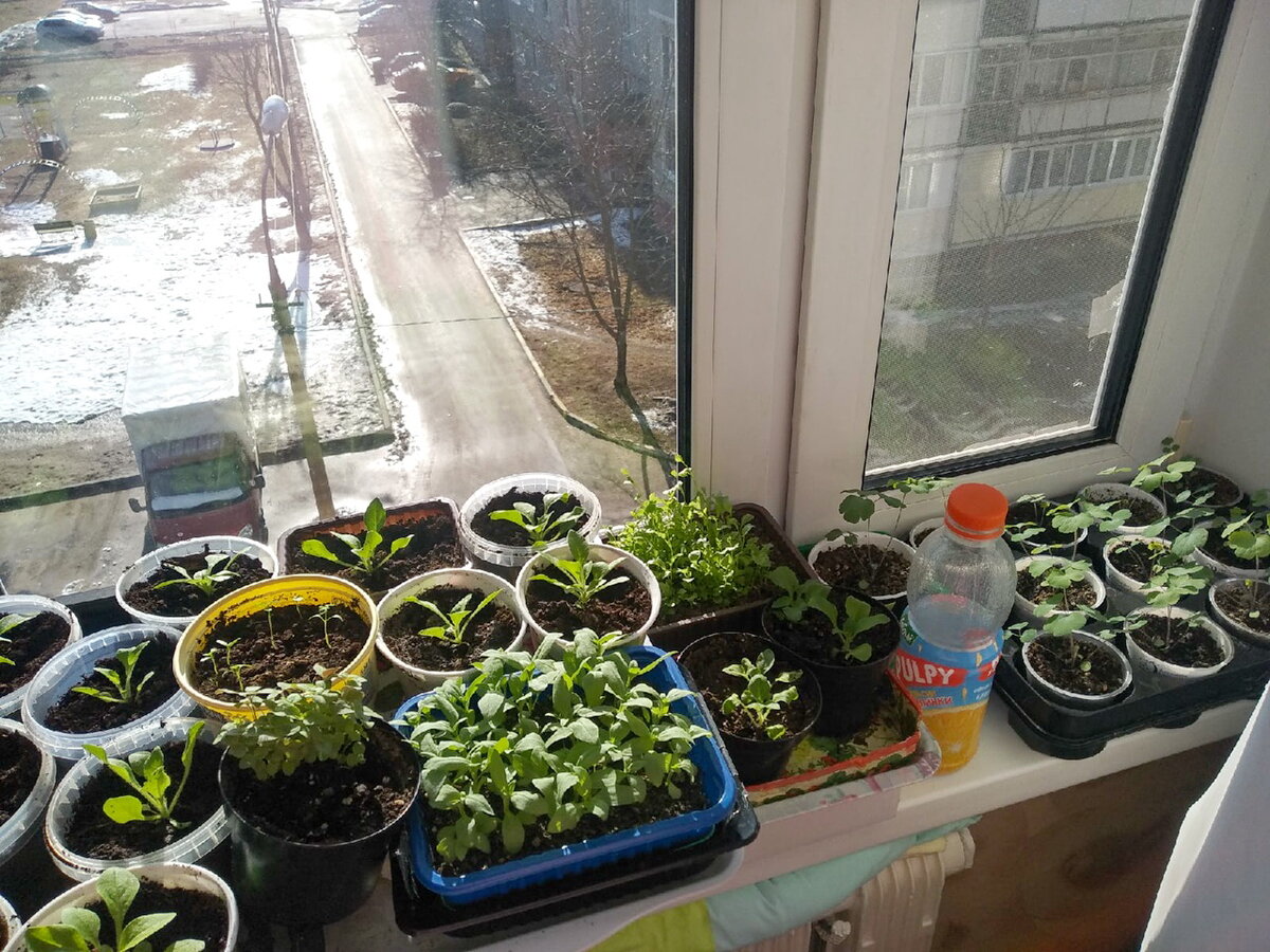 Мои зелёные подопечные в спальне