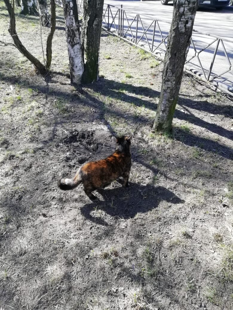 Фенька так и делает. Сначала заберётся, а потом просит снять её)