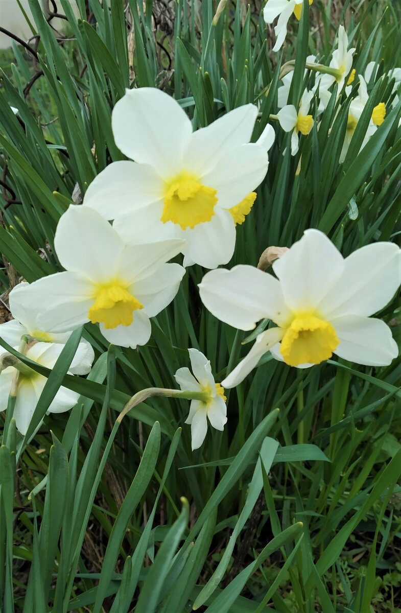 Нарциссы на каждом шагу. 