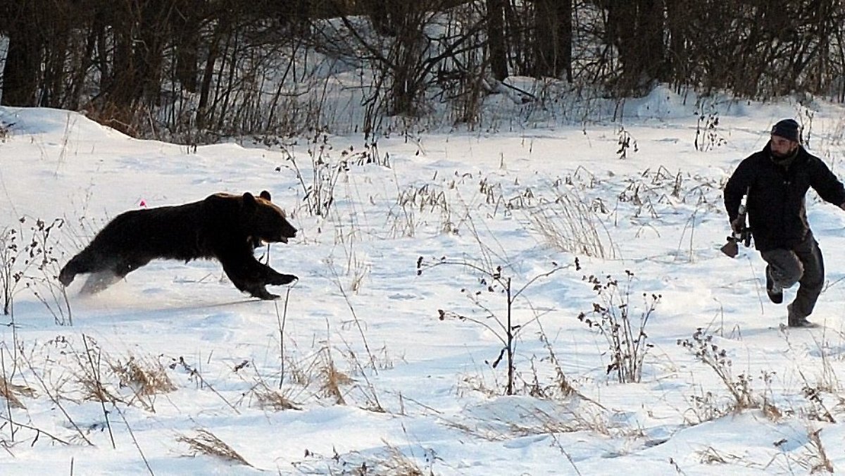 Охотник убегает от медведя