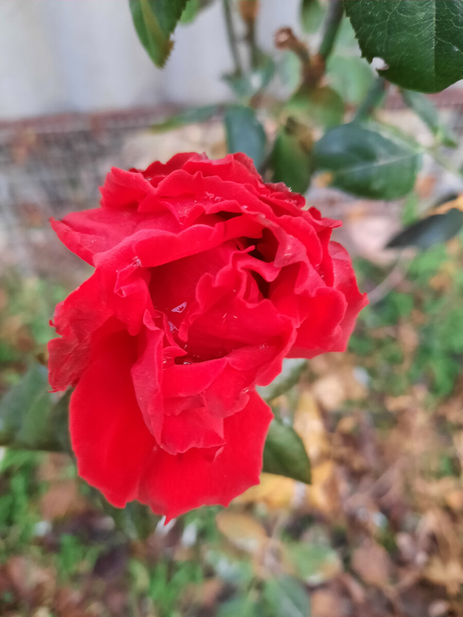 Осенние цветы самые красивые!