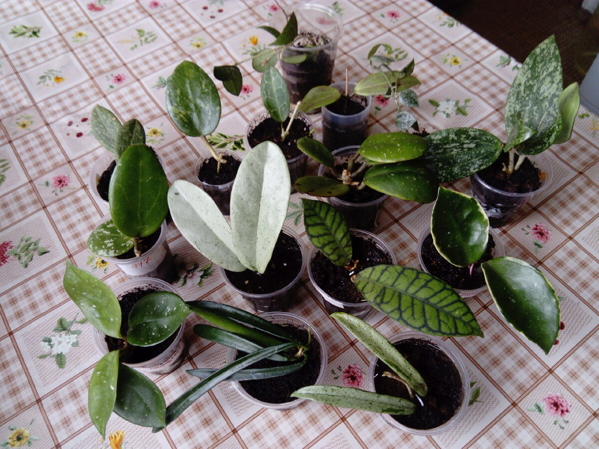 Вот первые молодые восковые плющи в моей коллекции. Фото автора. 