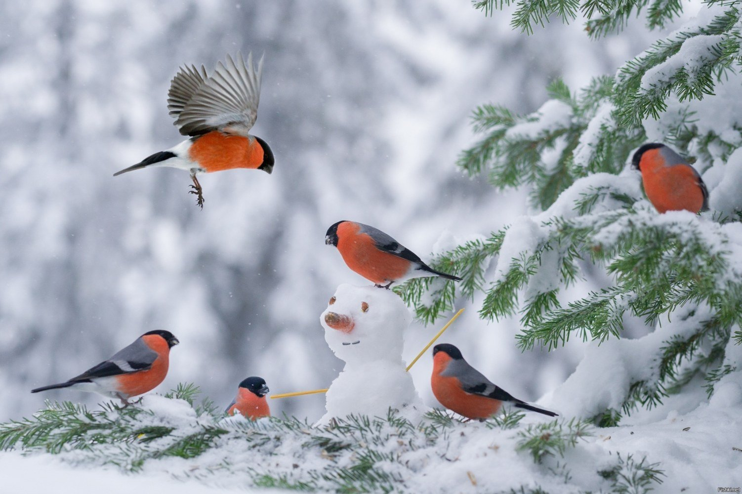 Снегири зимой. Птицы в зимнем лесу. Снегирь з. Снегири в зимнем лесу.