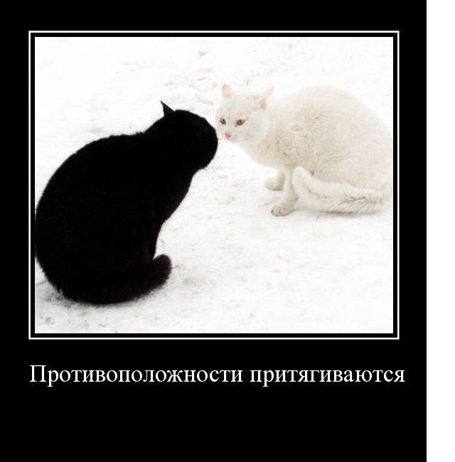 Или все же нет?Как думаете,котята?)