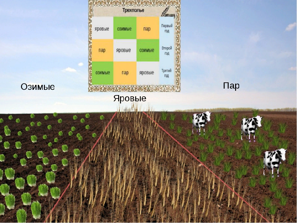 Какие преимущества имеет трехпольная система обработки земли. Трехполье земледелие. Трехпольная система земледелия схема. Система земледелия двуполье и Трехполье. Система трехполья.