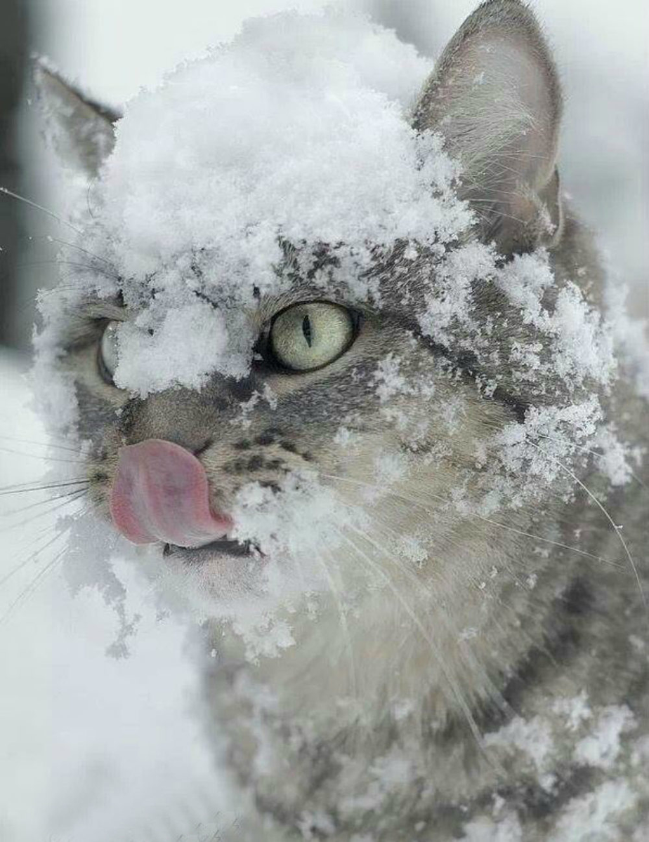 Кот в снегу. Зимние кошки. Сон кота. Снежное утро. Весело со снегом