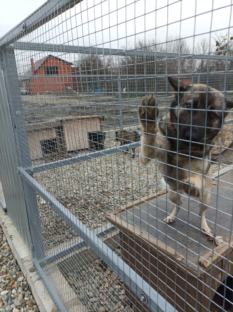 Новороссийский бездомный пес сам нашел приют для животных и деликатно лаял  у ворот: «впустите»! | Новороссийский Рабочий | Дзен