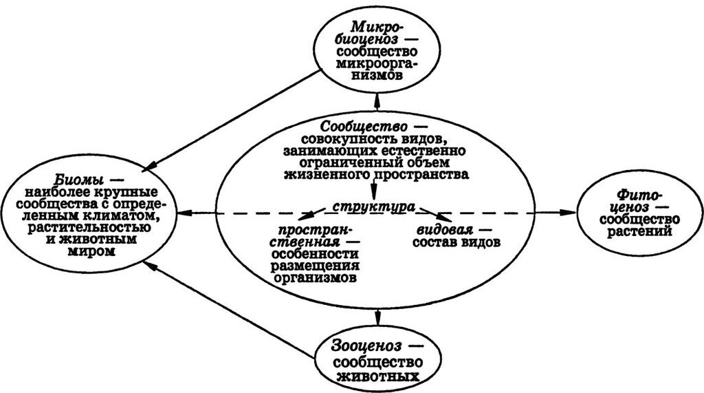Схема взаимосвязей и структуры биома