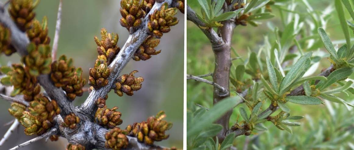 Мужские пыльники и женские цветки. Цветки не видны? Поверьте, они там есть! Коллаж автора