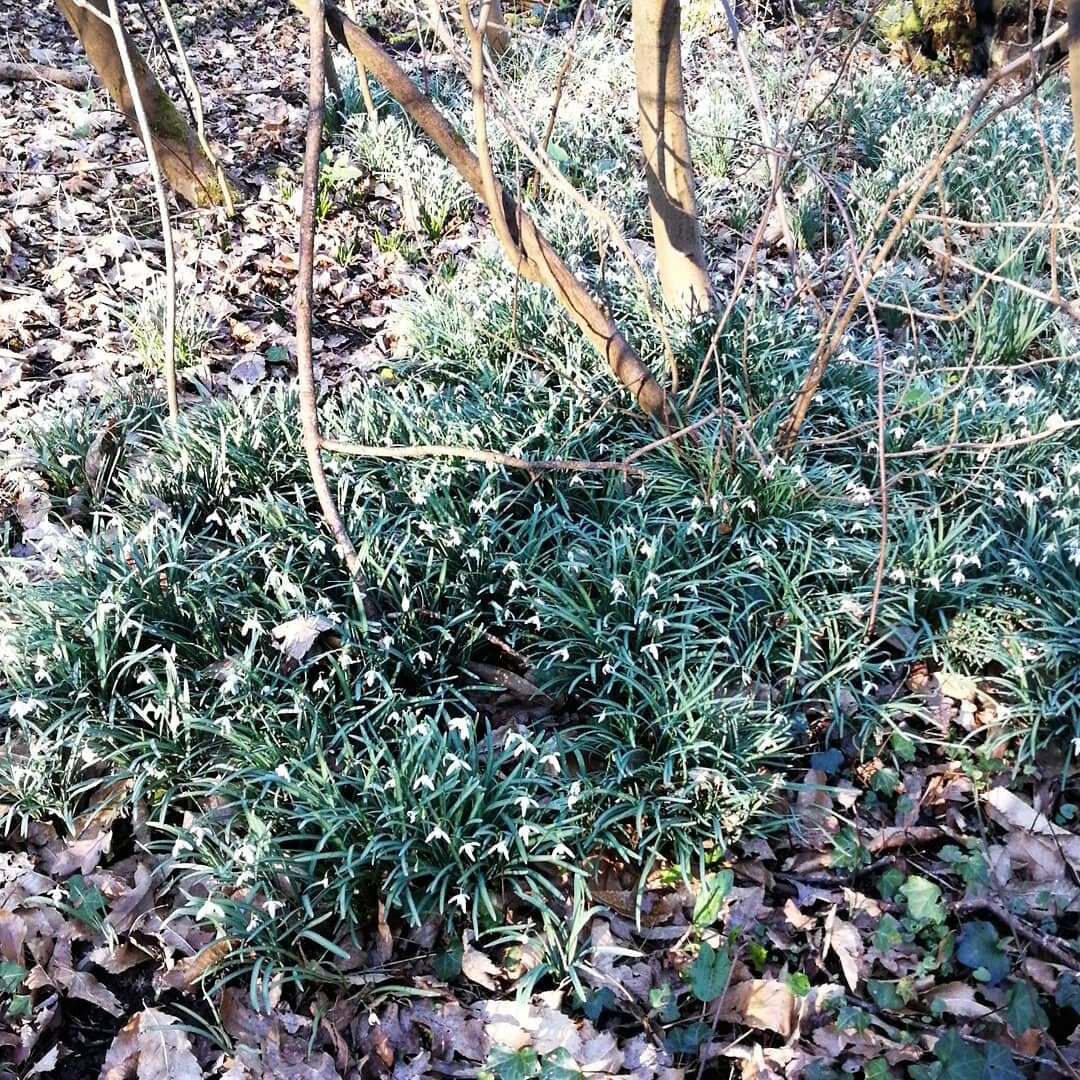 ПОДСНЕЖНИКИ 