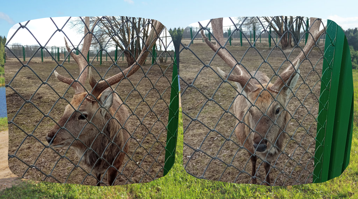 Олень. Лето 2022 года