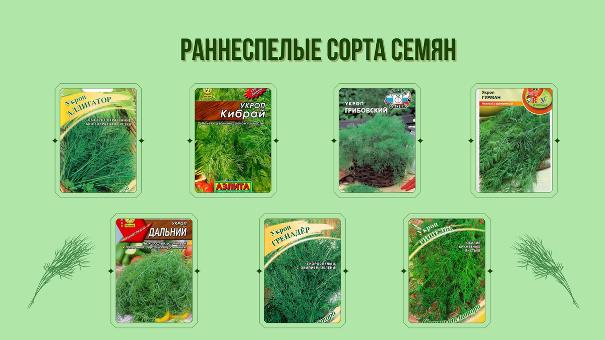 Рецепты укропного чая🌿🍵