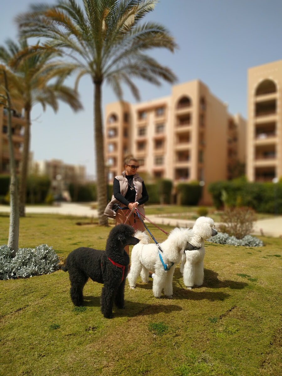 И это ещё не вся стая. Черный пудель - отец семейства