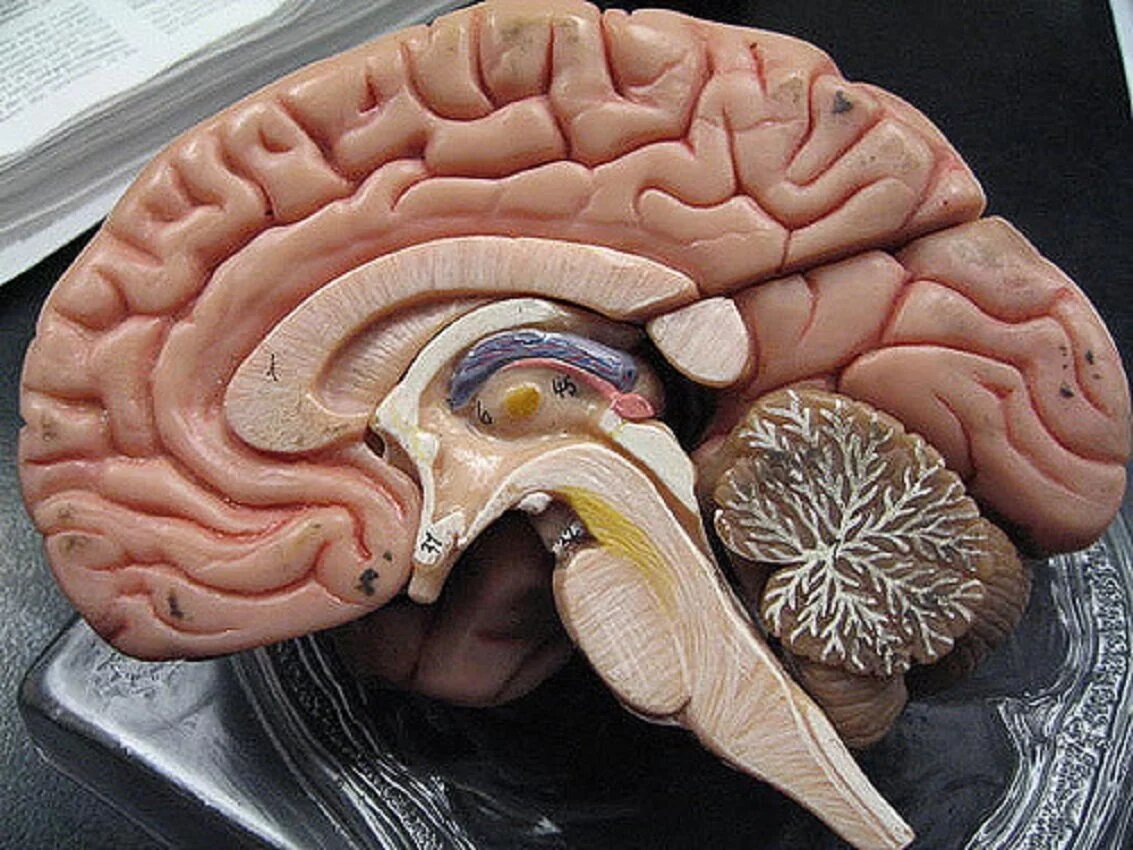 Головной мозг подготовка к ЕГЭ по биологии | Победить ЕГЭ и ОГЭ 👈Подпишись  — это полезно! | Дзен