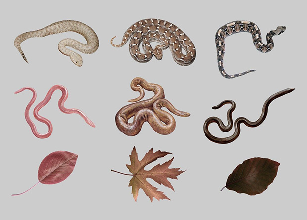Образцы изображений, использованных в экспериментах. В верхнем ряду ядовитые змеи из семейства гадюковых (Viperidae), в среднем ряду неядовитые роющие змеи, в нижнем ряду листья. 
Eva Landova et al. / PLOS One, 2020