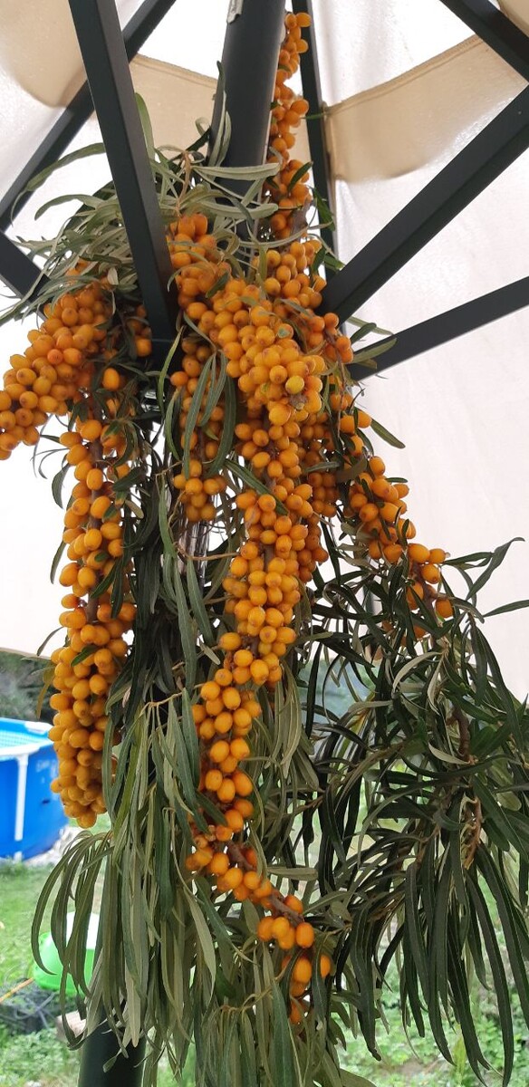 фото2 - мое ,подвесили, чтобы легче было обрывать