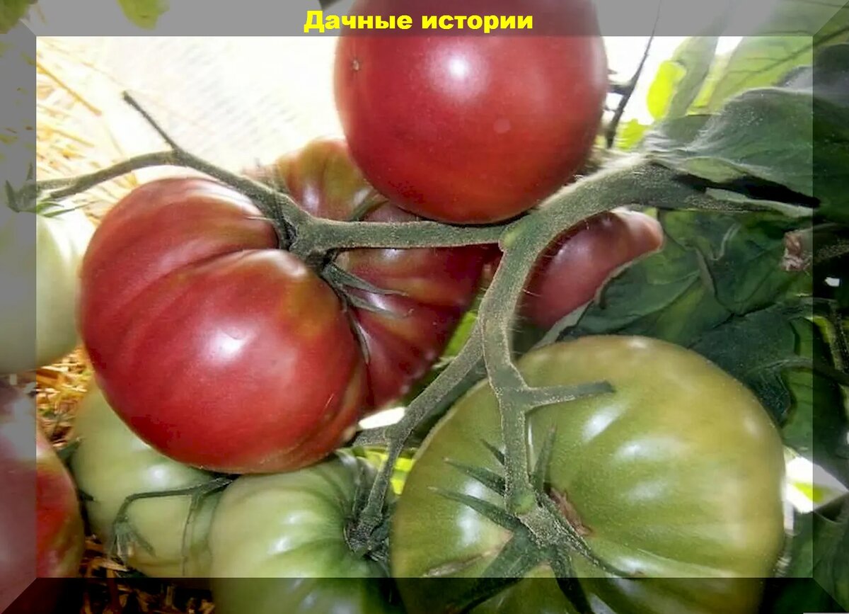 https://vk.com/photo-159774511_457255707. "Буффалостейк"