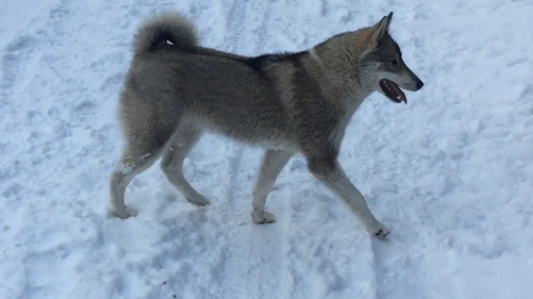 Яркий представитель западносибирской лайки - Ника А.А.Киселёва