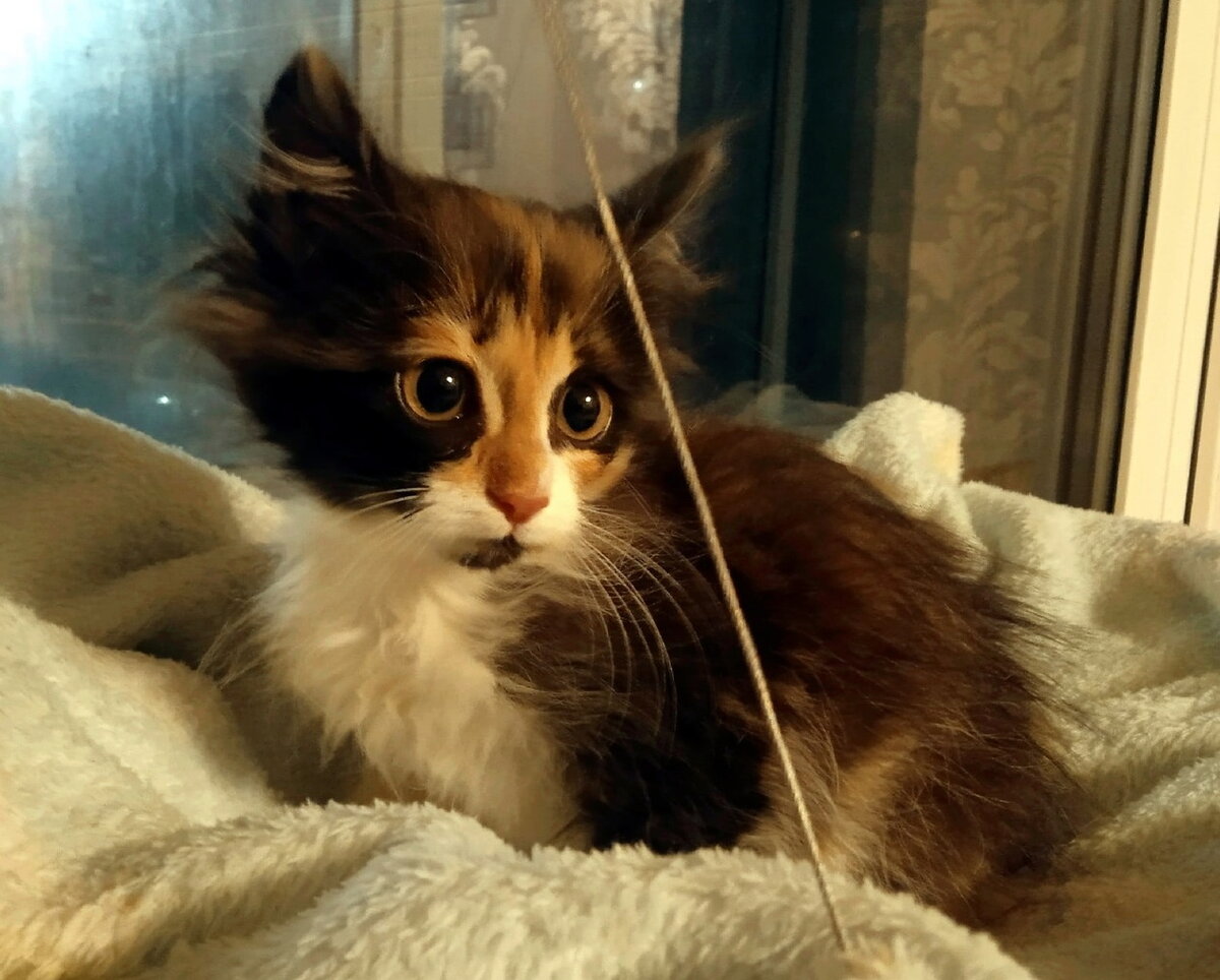 Котенок № 1 уже на передержке.