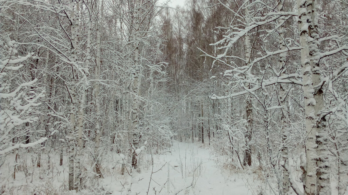 Beautiful wallpaper winter, road, forest - free photo from 3217864 - images on F