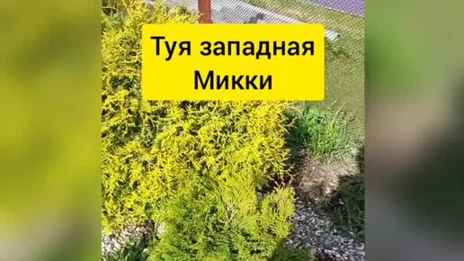 туя западная голден смарагд