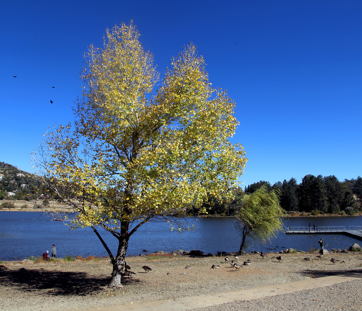 Осенью в этих местах (что очень редко в Калифорнии) можно видеть жёлтые листья.