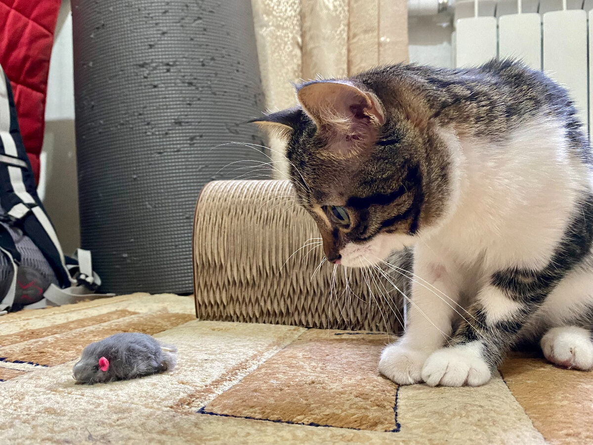 Надо же, какие уши у мыши интересные, розовые