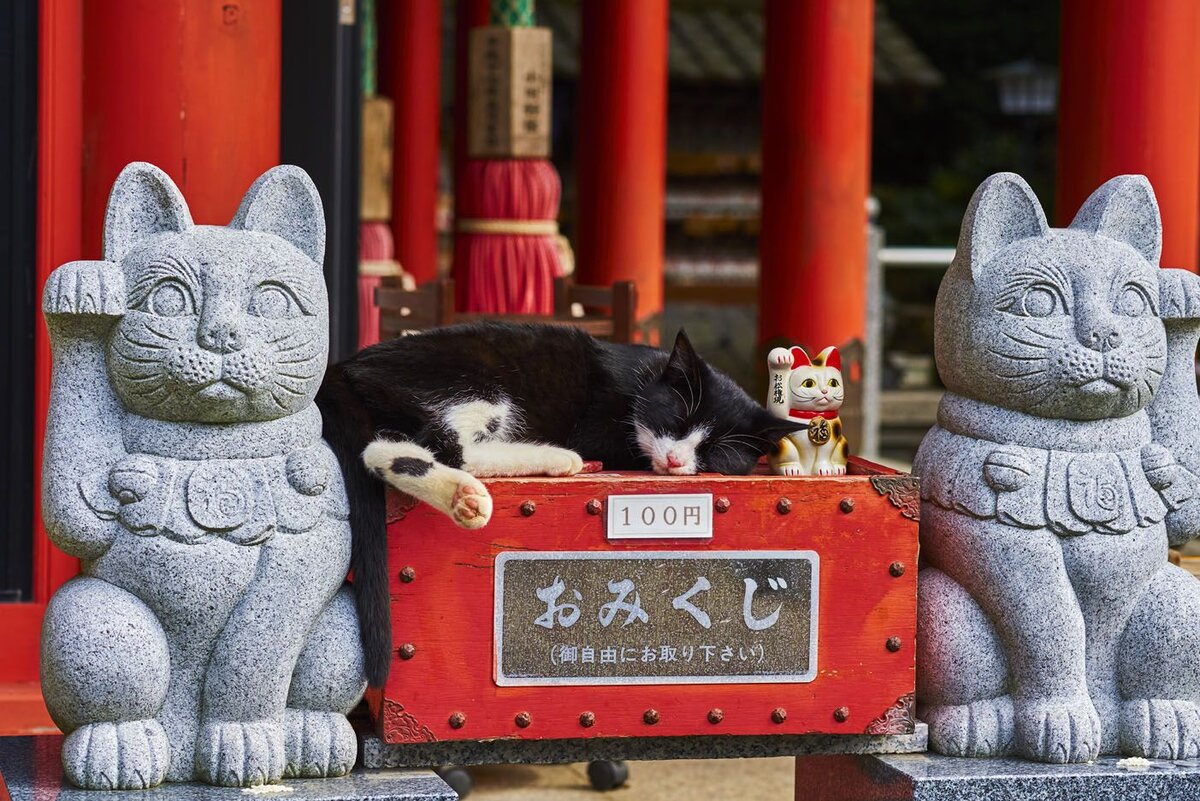 кошки в китае