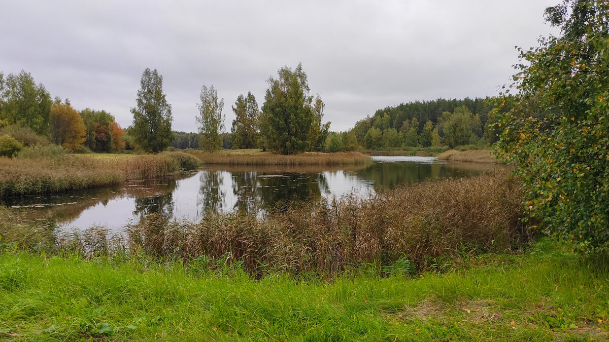 Петровское, Пушкинские горы. Парк - только он остался от усадьбы Абрама  Петровича Ганнибала | Осенние цветы | Дзен