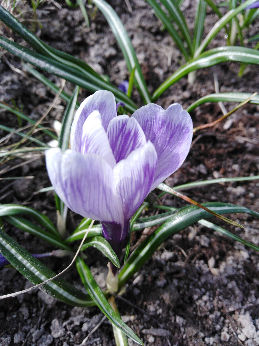 Крокус Пиквик