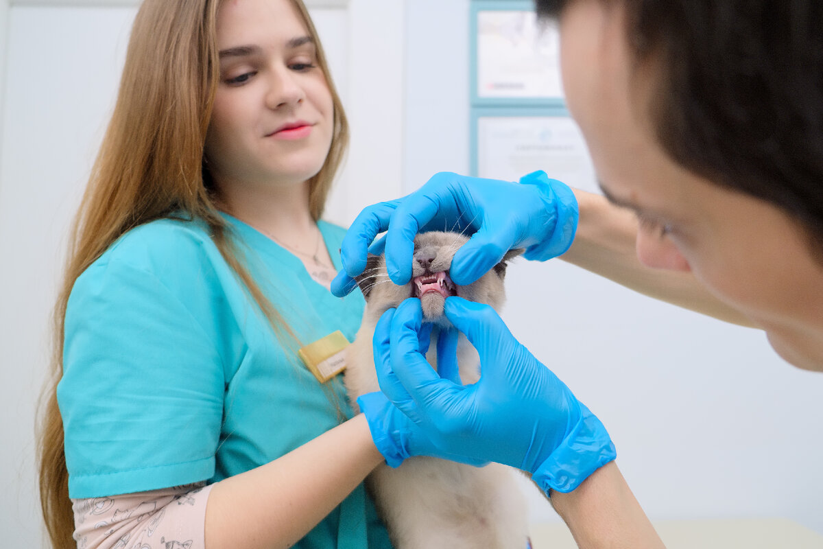 Осмотр кота