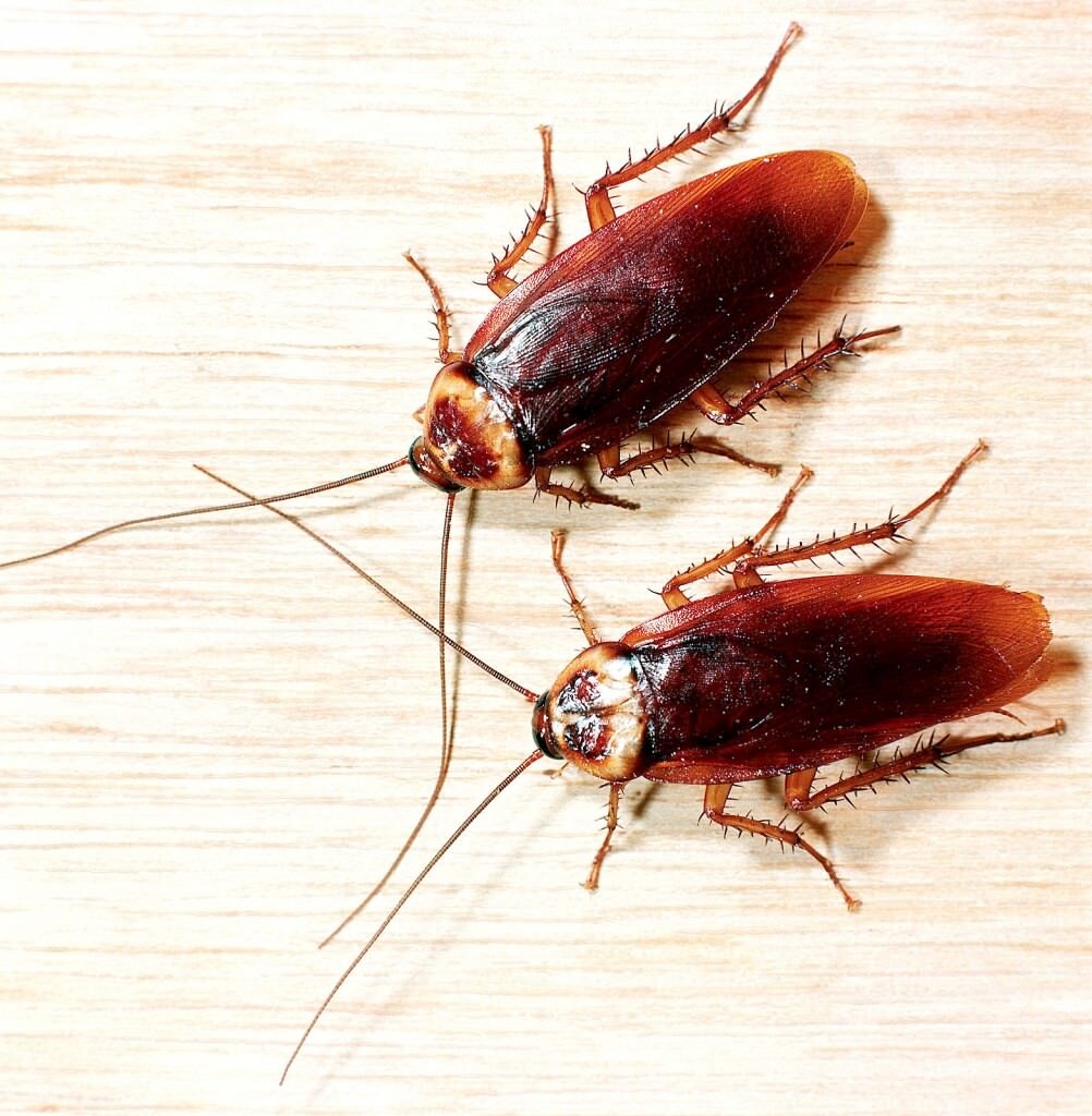 Фото с сайта https://gazon-trava.ru/catalog/insecta-aerozoli-750-ml.html