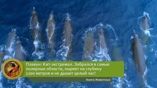 Плавун: Кит-экстремал. Забрался в самые полярные области, ныряет на глубину 1200 метров и не дышит целый час! | Видео 🎥