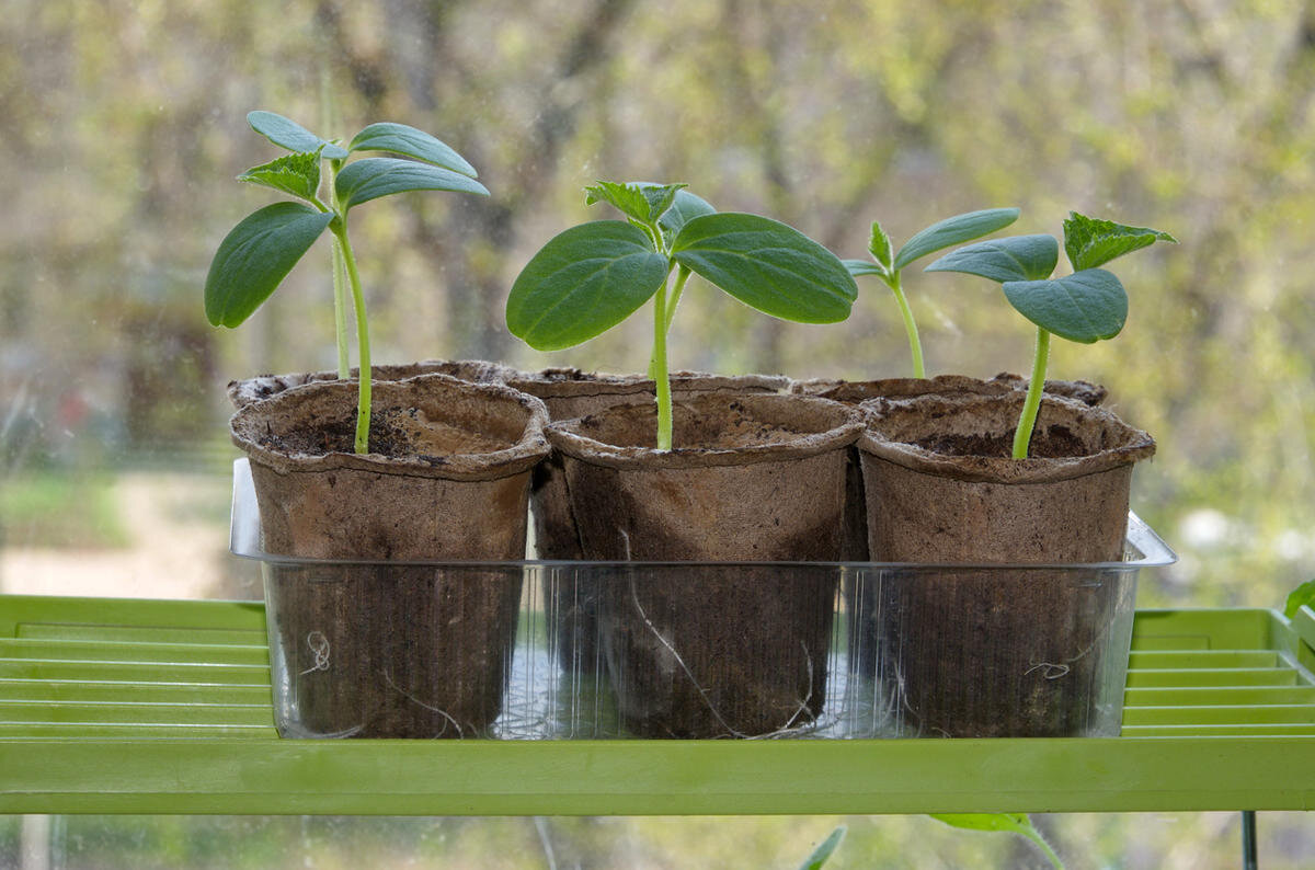 Саженец огурца. Огуречная рассада. Торфоперегнойные горшочки рассада. Seedling «рассада». Стаканчики для рассады.