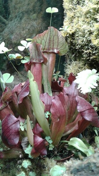 Саррацения. Ботанический отдел зоологического музея и гербария им. Эверсмана. 