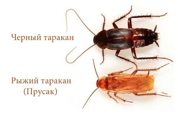 Почему рыжих тараканов называют «прусаками» и можно ли от них избавиться?