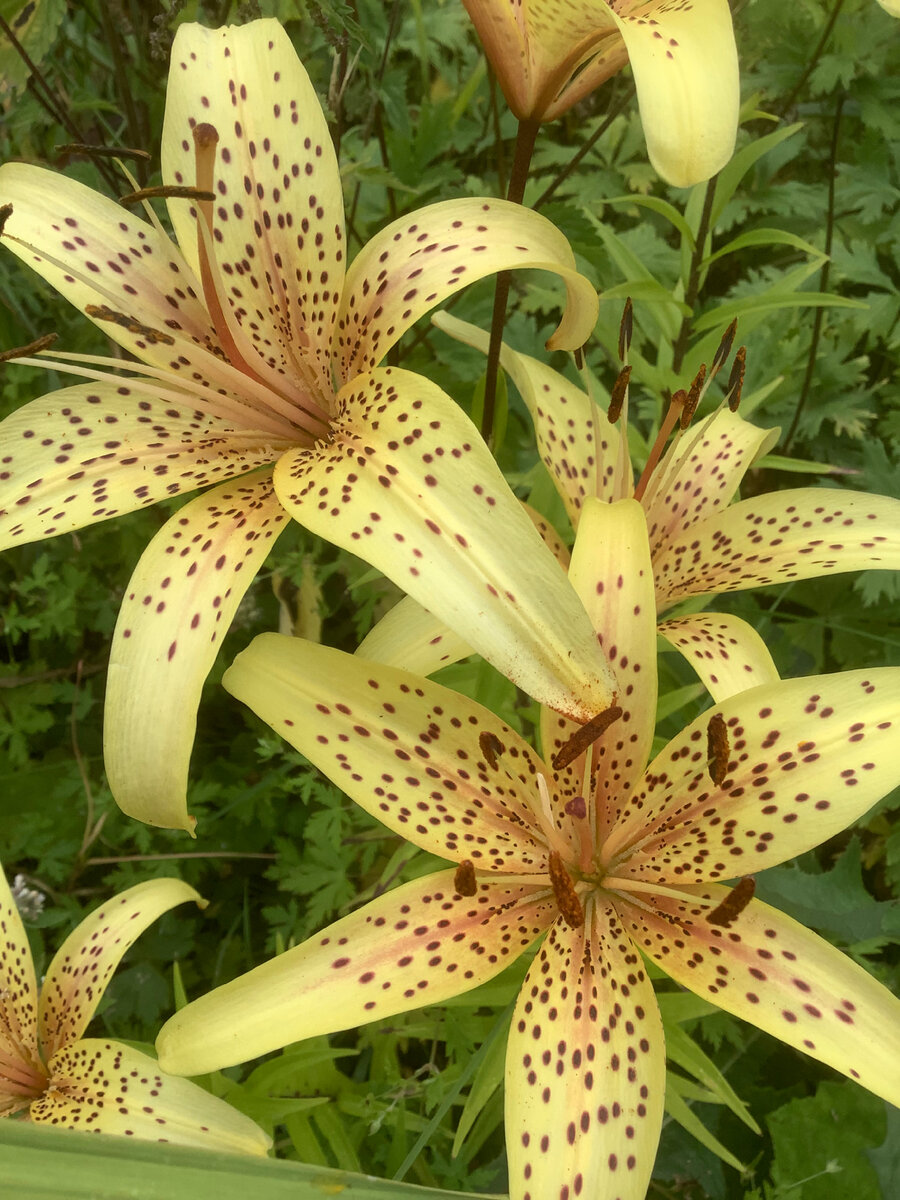 Фото автора. Почти бабушка 